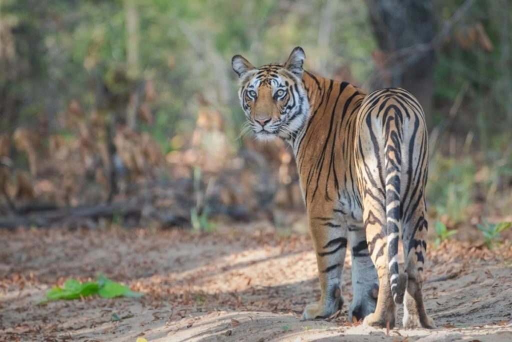 Panna National Park